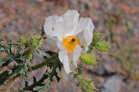 Attēlu rezultāti vaicājumam “Papaver argemone bud”