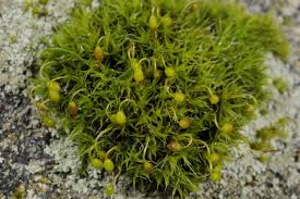 Attēlu rezultāti vaicājumam “Grimmia pulvinata”