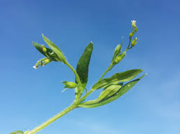 Attēlu rezultāti vaicājumam “Myosotis sparsiflora leaf”