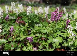 Attēlu rezultāti vaicājumam “Corydalis cava flower”