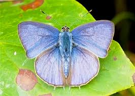 Attēlu rezultāti vaicājumam “Polyommatinae”