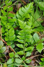 Attēlu rezultāti vaicājumam “Polystichum lonchitis”