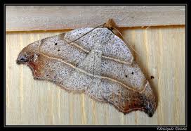 Attēlu rezultāti vaicājumam “Laspeyria flexula”