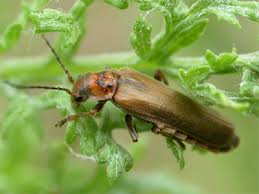 Attēlu rezultāti vaicājumam “Cantharis figurata”