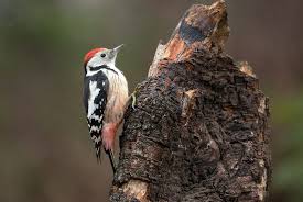 Attēlu rezultāti vaicājumam “Dendrocopos medius adult”