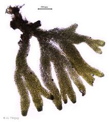 Attēlu rezultāti vaicājumam “Riccardia palmata”