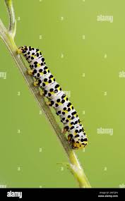 Attēlu rezultāti vaicājumam “Shargacucullia scrophulariae”