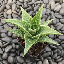 Attēlu rezultāti vaicājumam “Aloina rigida sporophyte”