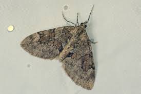 Attēlu rezultāti vaicājumam “Thera variata”