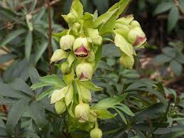Image result for Helleborus foetidus