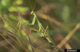 Attēlu rezultāti vaicājumam “Mantis religiosa”