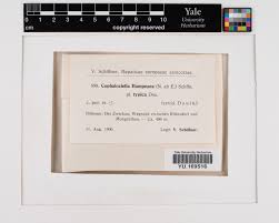 Attēlu rezultāti vaicājumam “Cephaloziella hampeana”