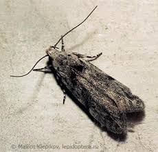 Attēlu rezultāti vaicājumam “Carpatolechia alburnella”