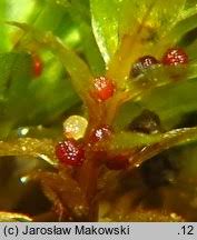 Attēlu rezultāti vaicājumam “Bryum rubens”