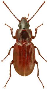 Attēlu rezultāti vaicājumam “Pterostichus sp.”