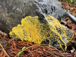 Attēlu rezultāti vaicājumam “Physarum luteolum”