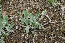 Attēlu rezultāti vaicājumam “Helichrysum arenarium leaf”