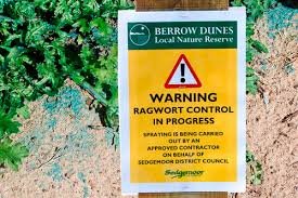 Attēlu rezultāti vaicājumam “Aphis jacobaeae”