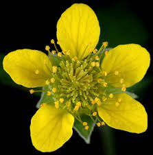 Image result for Geum urbanum