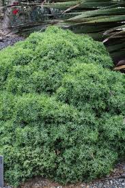Attēlu rezultāti vaicājumam “Juniperus chinensis”