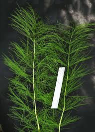 Attēlu rezultāti vaicājumam “Equisetum sylvaticum”