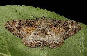 Attēlu rezultāti vaicājumam “Alcis repandata”