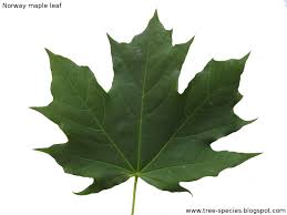 Attēlu rezultāti vaicājumam “Acer platanoides leaf”