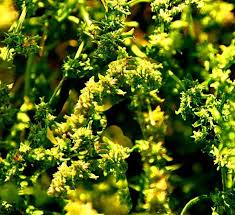 Attēlu rezultāti vaicājumam “Atriplex littoralis leaf”