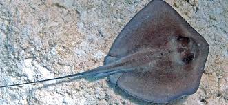 Image result for Hypanus americanus