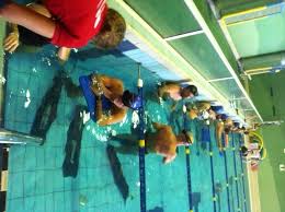 Image result for Inverness Octopush Club