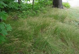 Attēlu rezultāti vaicājumam “Poa nemoralis leaf”