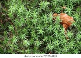 Attēlu rezultāti vaicājumam “Polytrichum juniperinum”