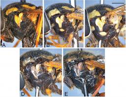 Attēlu rezultāti vaicājumam “Chrysotoxum sp.”