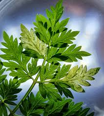 Attēlu rezultāti vaicājumam “Phytomyza minuscula”