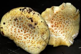 Attēlu rezultāti vaicājumam “Lentinus lepideus”