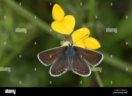 Attēlu rezultāti vaicājumam “Aricia artaxerxes  underside”