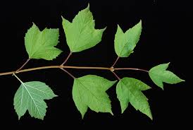 Attēlu rezultāti vaicājumam “Viburnum opulus leaf”