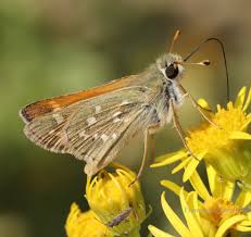 Attēlu rezultāti vaicājumam “Hesperia comma male”