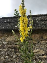 Image result for Verbascum phlomoides