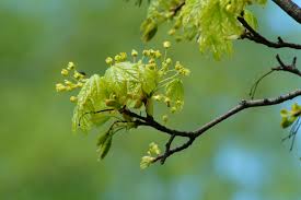 Attēlu rezultāti vaicājumam “Acer campestre flower”