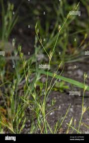 Attēlu rezultāti vaicājumam “Juncus bufonius fruit”