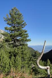 Attēlu rezultāti vaicājumam “Pinus peuce”