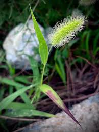 Attēlu rezultāti vaicājumam “Setaria viridis fruit”