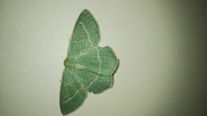 Attēlu rezultāti vaicājumam “Chlorissa viridata”