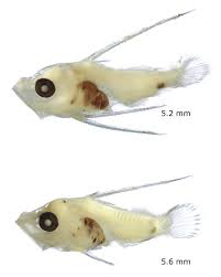 Image result for Epinephelus morio