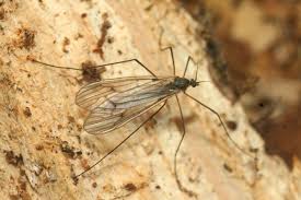 Attēlu rezultāti vaicājumam “Trichocera regelationis”