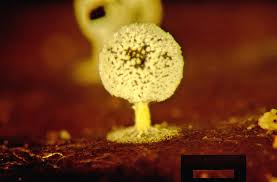 Attēlu rezultāti vaicājumam “Didymium squamulosum spores”