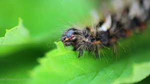 Attēlu rezultāti vaicājumam “Acronicta rumicis imago”