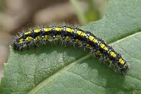 Attēlu rezultāti vaicājumam “Callimorpha dominula larva”