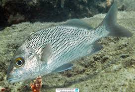 Image result for Haemulon carbonarium